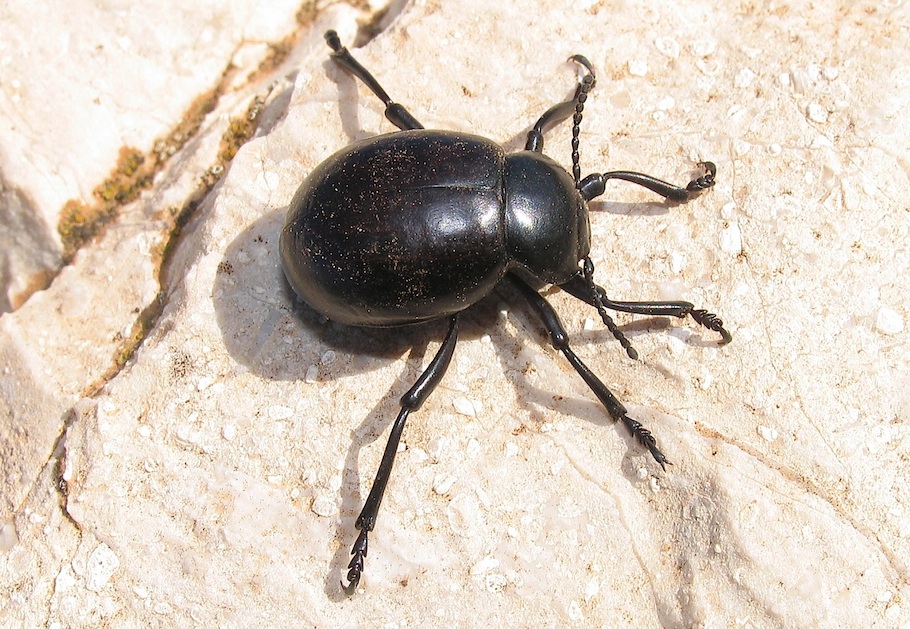 ID 4 - Timarcha pimelioides